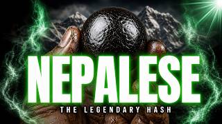 Nepalese: The Strain Behind The Best Hash In The World