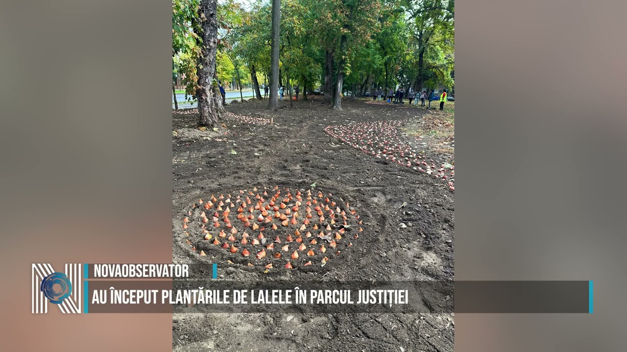 Au început plantările de lalele în Parcul Justiției