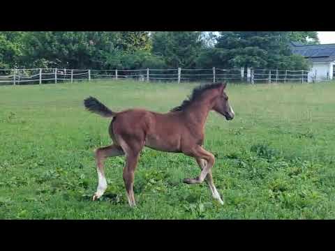 Elodia, Stutfohlen  von Escaneno x Quantensprung