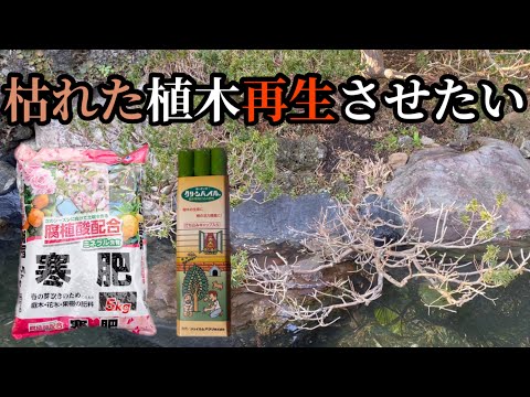 黄色くなったThujaの生垣：復活させることはできるでしょうか？どのような治療法を節約すればよいでしょうか？  庭園