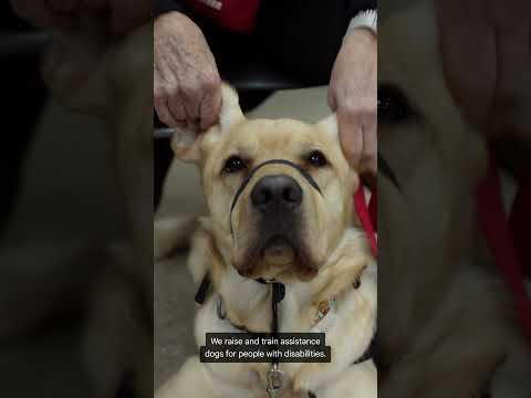 Minnesota - Can Do Canines: Gemini in Gmail