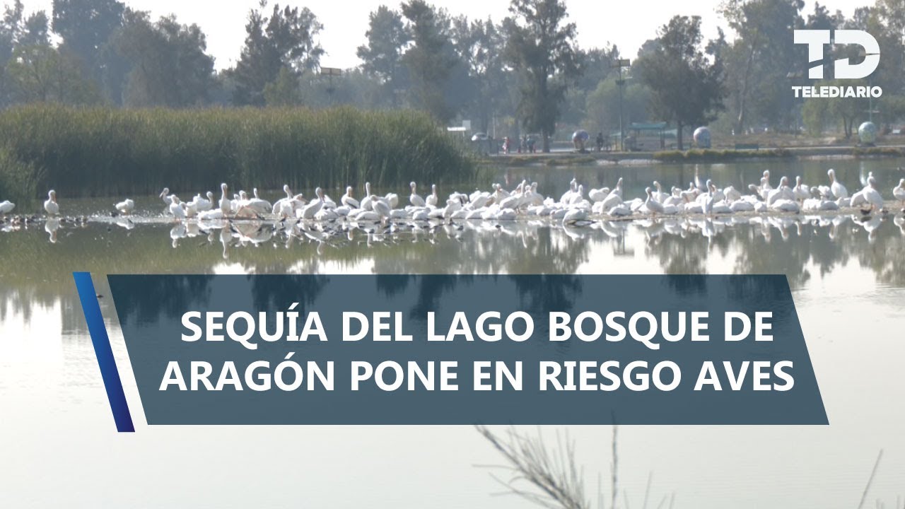 Lago de San Juan de Aragón muestra signos de abandono y falta de mantenimiento