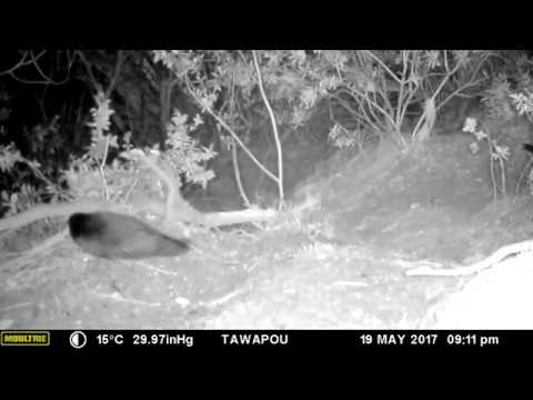 Grey Faced Petrels (Oi) on the Tutukaka Coast