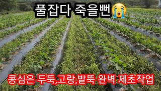 서리태콩 심은 두둑,고랑,밭뚝 완벽 제초작업~~