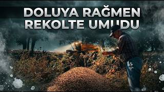 Yozgat'ta nohut hasadı devam ediyor, beklenti 57 bin ton