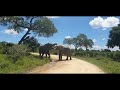 Two big bull elephants having a tussle on the road in front of me! Kruger Park, South Africa