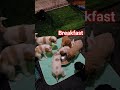 Goldendoodle dogs for sale: Mr Green - Video 4