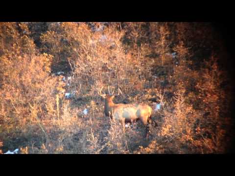 5x4 Bull Elk taken @ 786yds 7mm 180gr Berger
