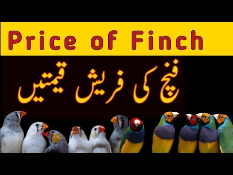 Top 16 Finch varieties with prices|Finch price list 2022|Bismillah Birds HND