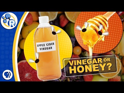 download lagu mp3 mp4 Fruit Fly Trap Honey, download lagu Fruit Fly Trap Honey gratis, unduh video klip Fruit Fly Trap Honey
