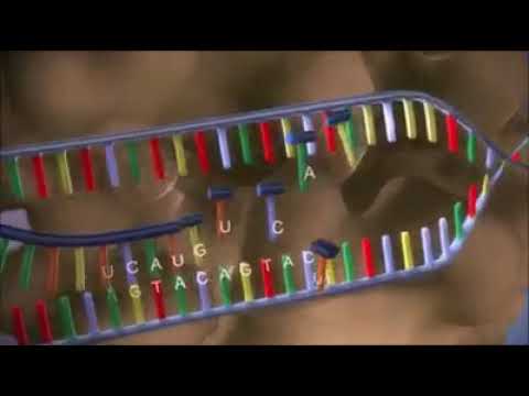 Todo o processo de síntese de proteínas