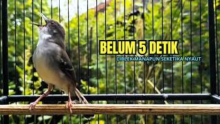 Download lagu CIBLEK SEMI GACOR AMPUH UNTUK PANCINGAN CIBLEK BAHAN DAN MASTERAN CIBLEK MACET SEKETIKA NYAUT mp3