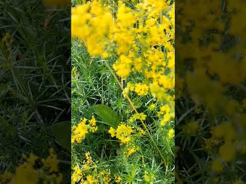 Irish Wildflowers: Lady's Bedstraw