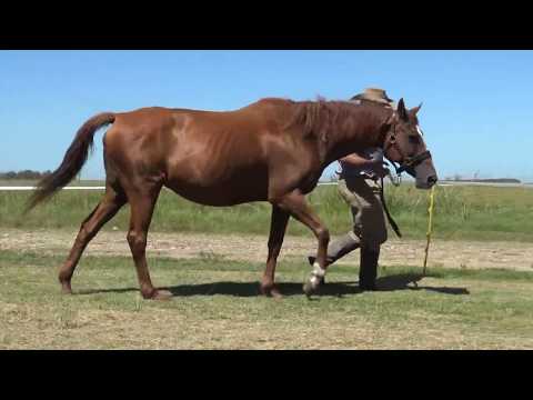 Lote SLY SAFARI