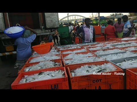 download lagu mp3 mp4 Wholesale Fresh Fish Suppliers, download lagu Wholesale Fresh Fish Suppliers gratis, unduh video klip Wholesale Fresh Fish Suppliers