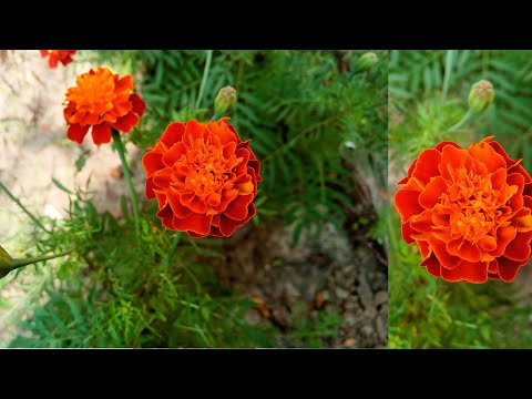 Karam Bannthi Flowers |  Krishna Banthi Flowers | French Marigold  In My Garden #garden #gardening