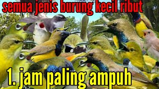 Download lagu suara pikat semua jenis burung kecil paling ampuh || 1 jam full mp3 Download lagu suara pikat semua jenis burung kecil paling ampuh || 1 jam full mp3
