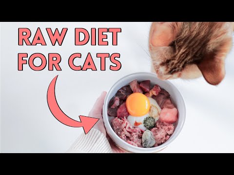 How To Raw Feed Your Cat - Nutrition Details You NEED To Know