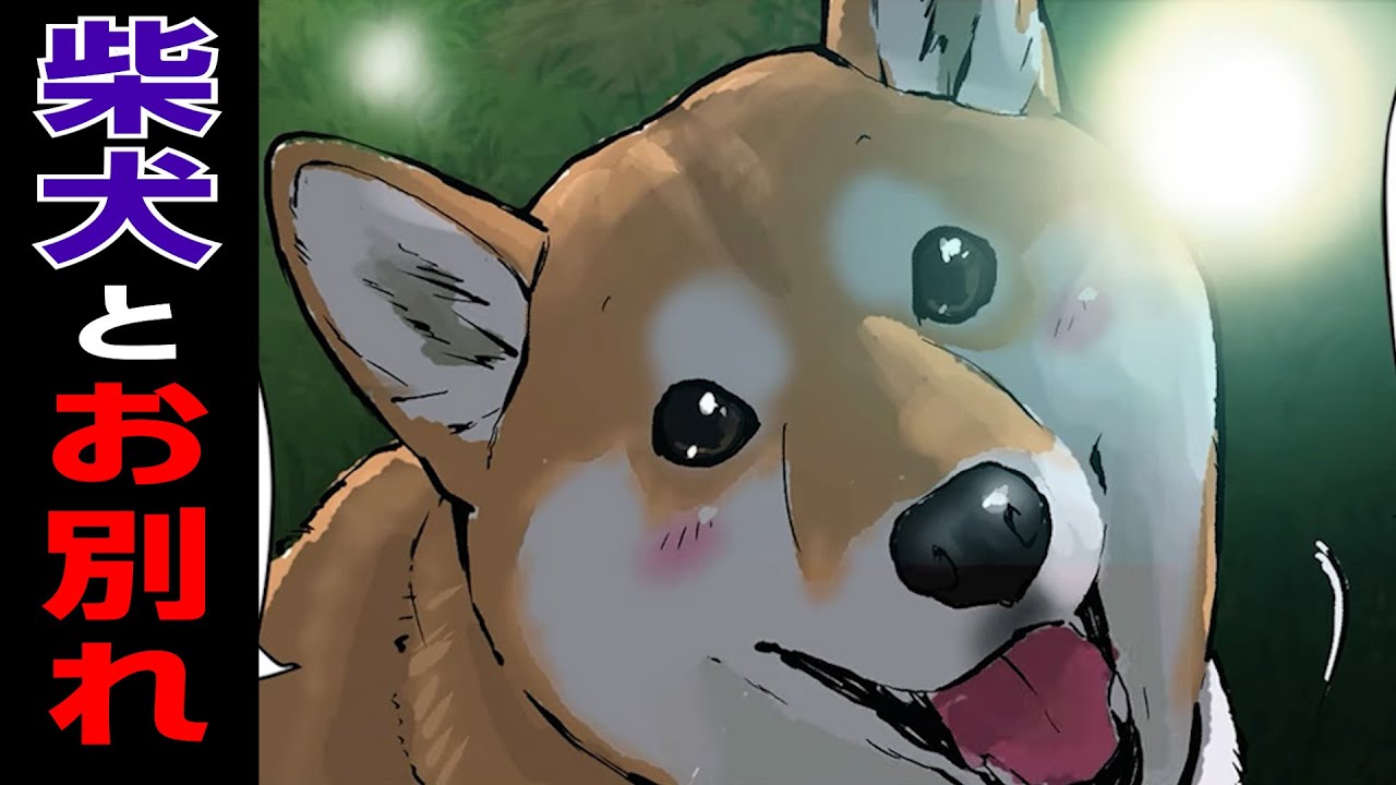 【号泣】命の儚さを教える柴犬の名言【世界の終わりに柴犬と】