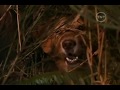 BUD O CÃO AMIGO 1997 DUBLADO
