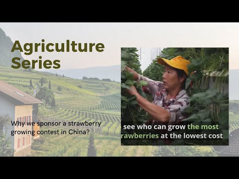 Why is social commerce platform Pinduoduo sponsoring a strawberry growing contest in China?