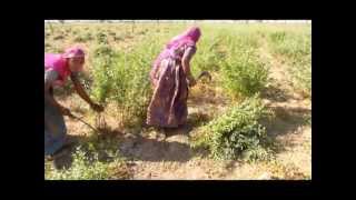 preview picture of video '太陽と大地のヘナの刈取り風景（インド：ラジャスタン州ソジャト）'