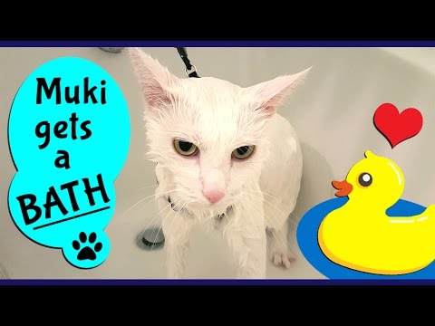 Best way to give a cat a BATH without getting scratched