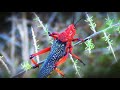 The red red locust or grasshopper (phymateus morbillosus)