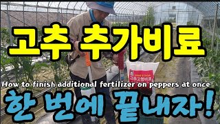 고추 추비를 4번, 5번 한다꼬요? 이젠 한 방에 끝냅시다! How to finish additional f…