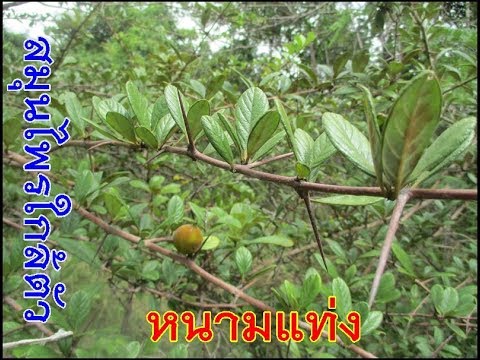 คุณต้องกินเพิ่มขึ้นที่มีศักยภาพที่ การวินิจฉัยการรักษาความอ่อนแอ