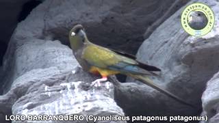 preview picture of video 'Loro Barranquero Cyanoliseus patagonus patagonus2'