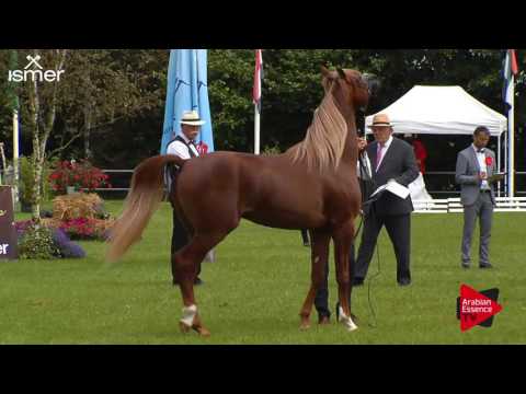 N.139 EL SHAAD - Ströhen 2017 Int B-Show - 2 Years Old Colts (Class G)