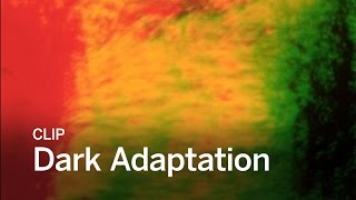 DARK ADAPTATION Clip | Festival 2016