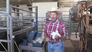 Bruce Carpenter - Cattle Reproduction - Preparing for AI Procedure