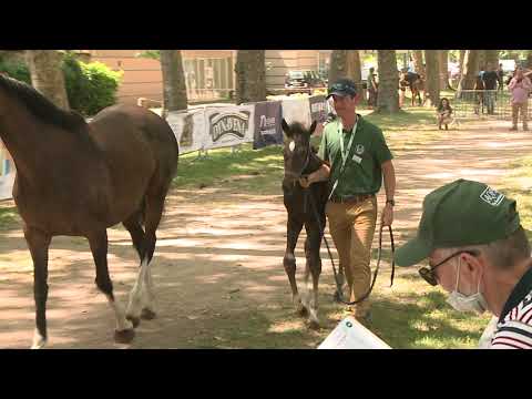 Sprinter Sacré Show 2021 : Lot 80 - N.21 Dame D'Etat