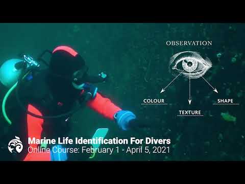 Curso Ocean Wise de Identificação da Vida Marinha para Mergulhadores