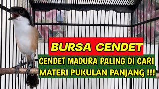 Download lagu #BursaCendet CENDET SAPUDI MADURA MATERI MEWAH !!! cendet gacor, minat kontak tertera di video mp3