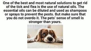 Safe flea and tick spray – easy solutions for flea and tick prevention