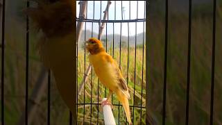 Download lagu Kenari gacor emosi #kenari #kenarigacor #canary #canarias #canario #birds #shorts #shorts mp3