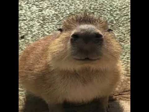 DIAMONDSONMYDICK x SICKBOYRARI - KING LAMAGRA 222 (sped up)