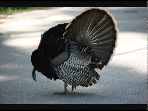 Big Tuck - Not A Stain On Me (Houston Remix) (Trae,Paul Wall,Slim Thug)