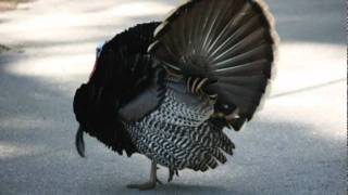 Big Tuck - Not A Stain On Me (Houston Remix) (Trae,Paul Wall,Slim Thug)