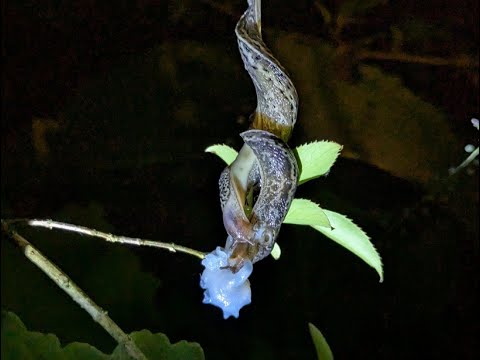 Faszinierende Tigerschnegel (Limax maximus) - Paarung | Liebesleben  |Natürliche Wunder im Garten