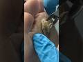 This Is The Biggest Callus You Ll Ever See Callusremoval Footdoctor Podologia