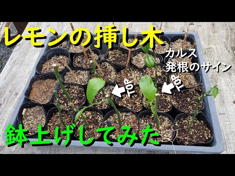 レモンの木の挿し木を4つの簡単なステップで行うには?掛け算に最適な時期はいつですか?  庭園