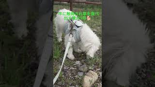 My dog ​​#3 starts eating grass, mimicking a cow 🐕 ͗🐮 #life with dogs #doglife
