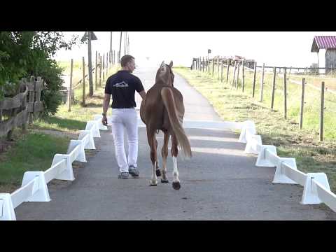 DUCATI 4j. gekörter Fuchshengst v. D-Day AT - Hightrick