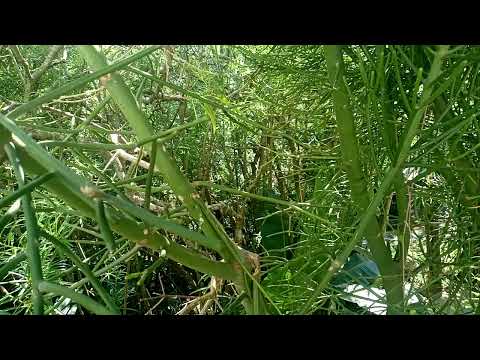 Healing Sounds Of Cicadas And African Birds In Bush Tinnitus Relief #cicada #soundtherapy #tinnitus