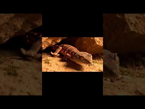 the story of "gecko on the volcano" #animation