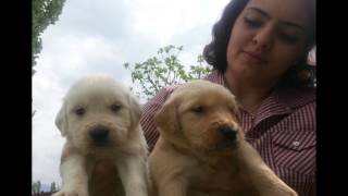 Satılık Yavru Köpekler Kayseri 0536 651 81 81